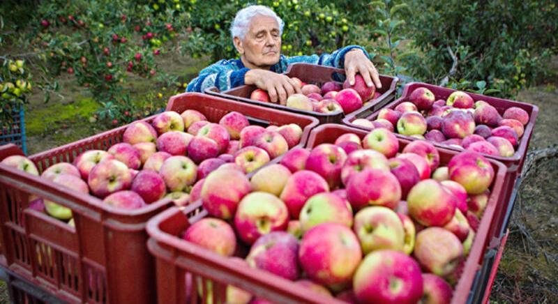A vártnál több alma termett az idén Európában
