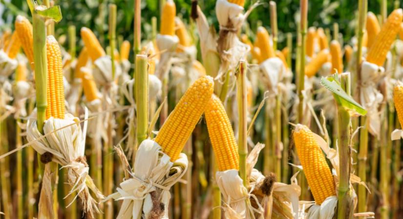 Lássuk, milyen lett az idén betakarított kukorica minősége?