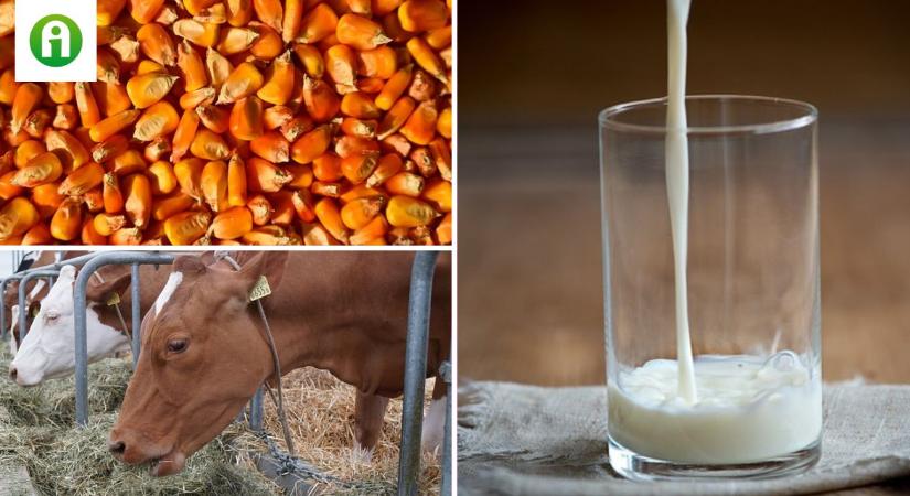 Veszélyes tejtermékek: aflatoxinszennyezés miatt kellett országos ellenőrzést indítani