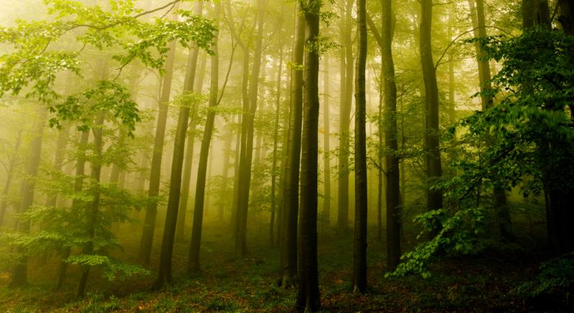 Nagy változások a láthatáron: erre készülhetnek a magyar erdőgazdálkodásban