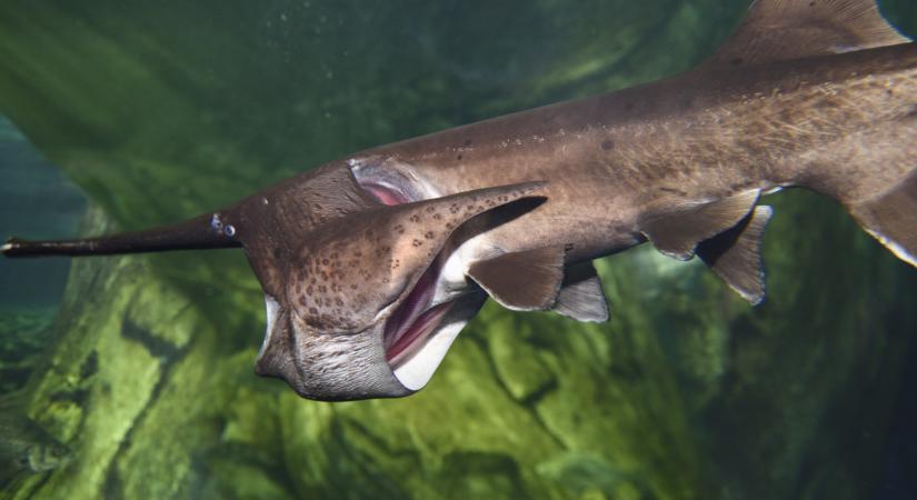 Itt az új országos rekord: gigantikus halszörnyet fogott ki a mázlista pecás  Képek
