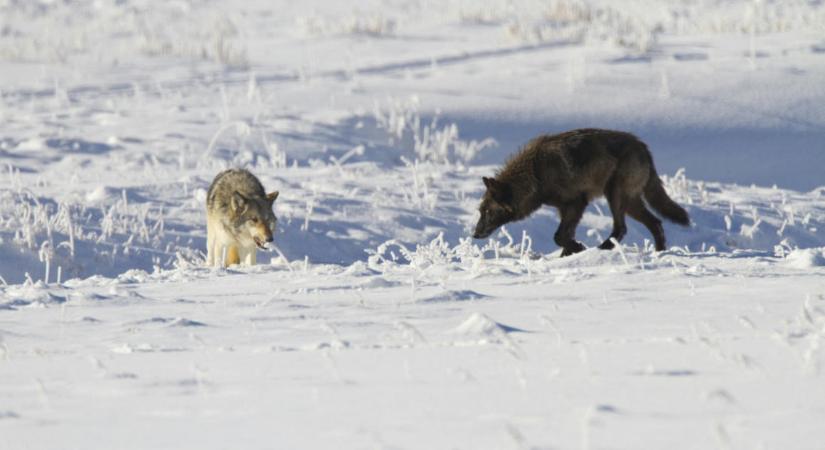 Egy macskaparazita teszi ordasan vakmerővé a Yellowstone szürke farkasait