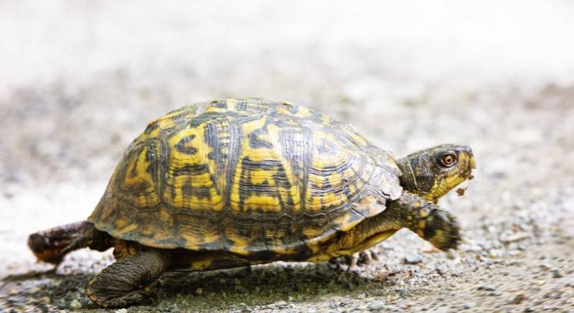 Te láttál már futó teknőst? Nem fogsz hinni a szemednek, ha megnézed ezt a videót