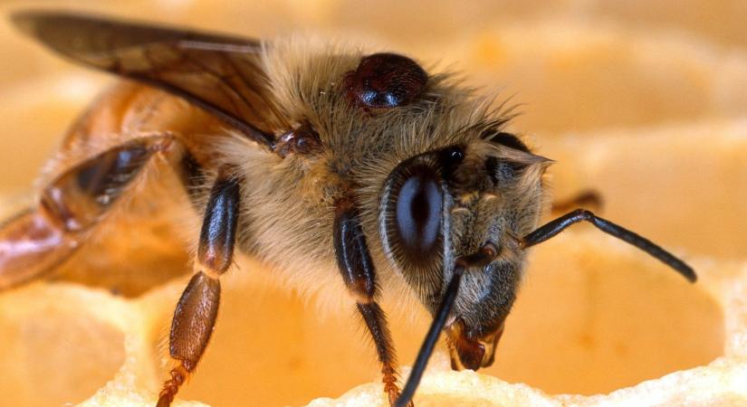 Az ázsiai méhatka elleni küzdelem - Illóolajokkal a Varroa ellen
