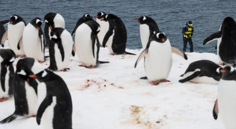 Pingvin támadta meg az Antarktiszon versenyző magyar ultrafutót