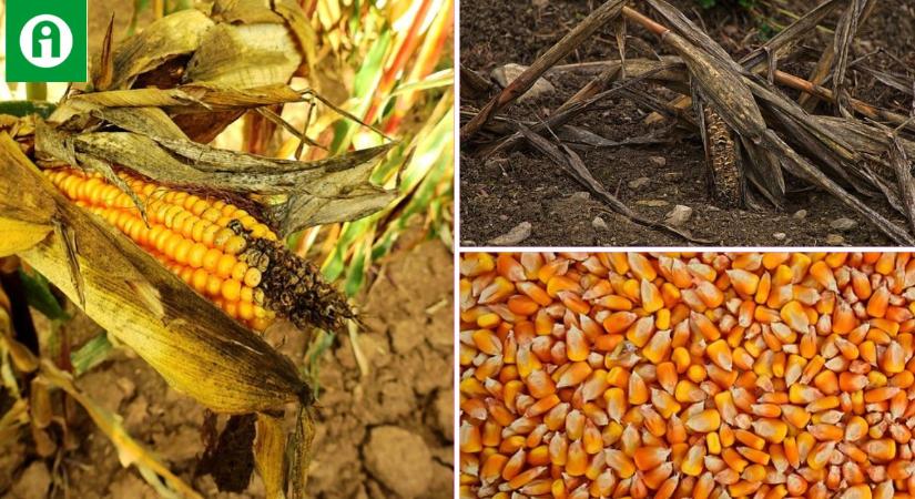 Bajban a gazdálkodók: nem csak kevés, egy része eladhatatlan a kukoricának