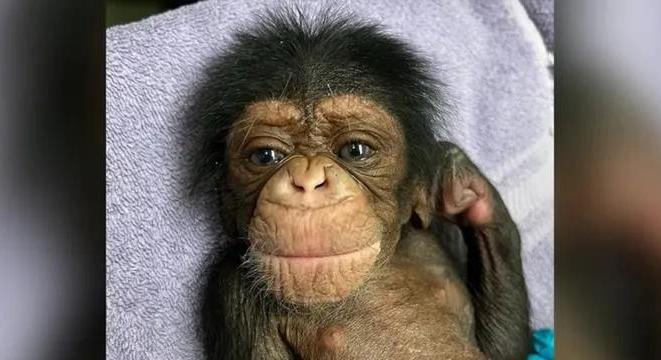 Megható videó, két nap után kapta vissza kicsinyét a csimpánzanya
