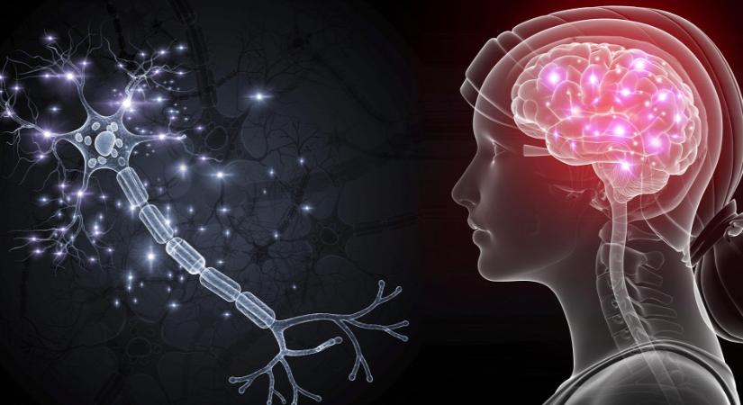 Az idegsejtek rejtélyes tulajdonságát fedezték fel magyar kutatók