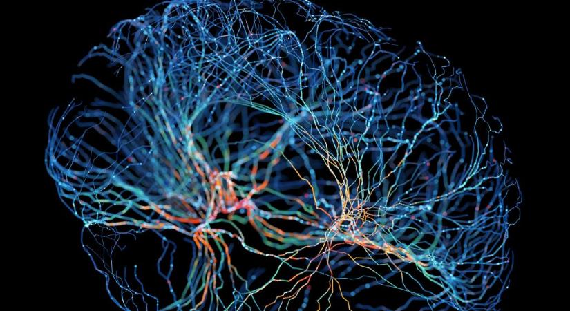 Magyar kutatók fedeztek fel új jelenséget az agyban