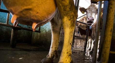 Aszály után aflatoxin: szennyezett tej miatt ellenőriz a Nébih, komoly gondban a gazdák
