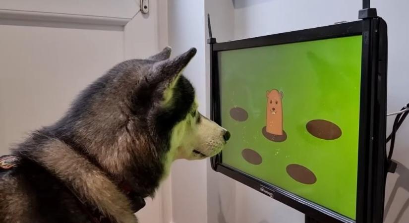 Joipaw: Játékkonzol készül kutyáknak, és ez bizony nem egy elkésett áprilisi tréfa