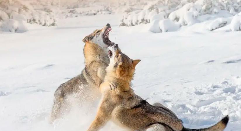 Hátborzongatóan módosítja a fertőzött farkasok tudatát egy parazita
