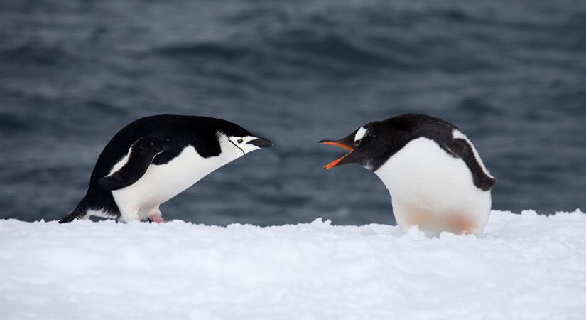 Agresszív pingvin támadta meg a magyar futónőt az Antarktiszon