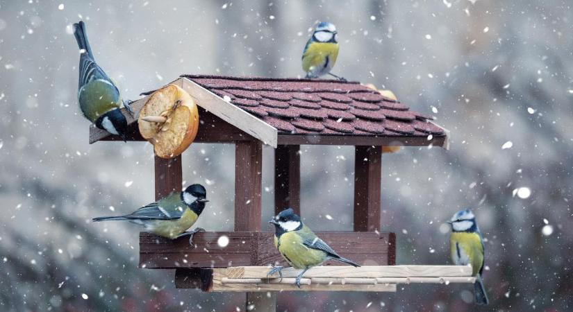 Íme a 10 legjobb tipp arra az esetre, ha etetni szeretnéd télen a madarakat