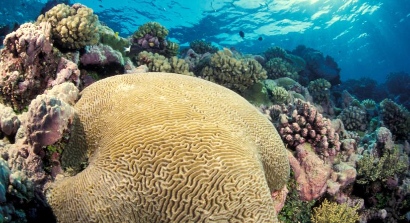 Veszélyeztetett státuszba sorolnák át a Nagy-korallzátonyt