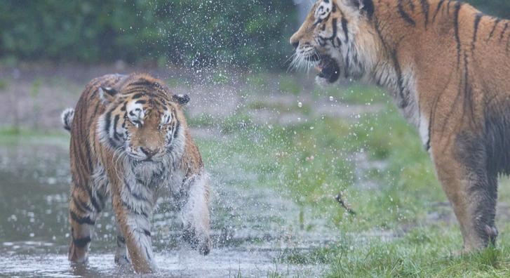 A vízben önfeledten játszó tigriseknél kevés szórakoztatóbb látvány létezik