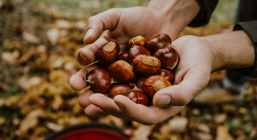 Ezek a szívbarát gesztenye lenyűgöző egészségőrző hatásai