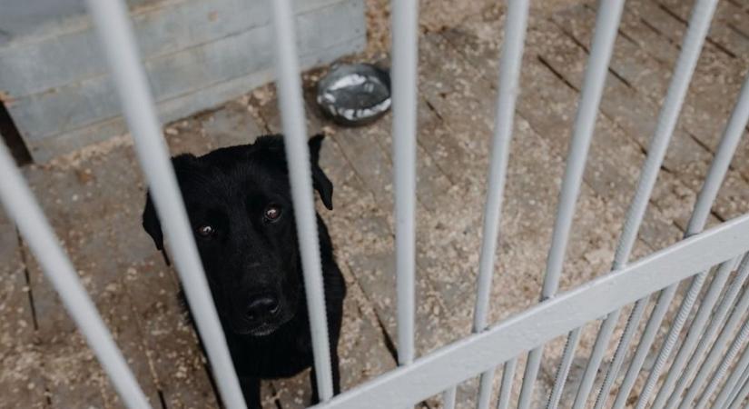 Horror: gazdája holttestét ette az éhező kutya