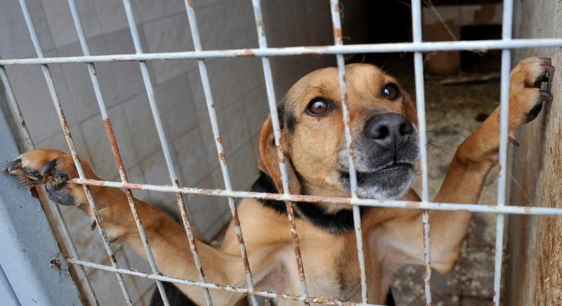 „Rezsis kutyák” árasztják el a túlélésért küzdő menhelyeket