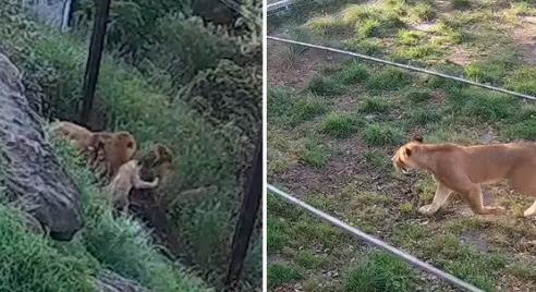Be kellett zárni egy ausztrál állatkertet miután öt oroszlán megszökött
