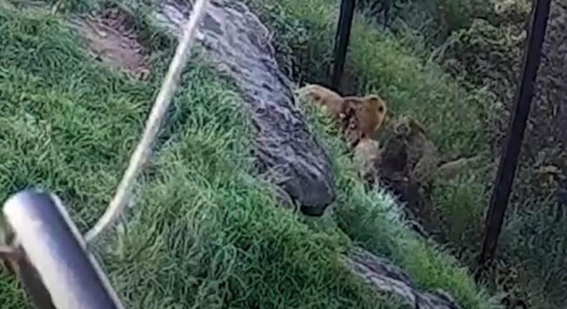 Nyilvánosságra hozták a videót az állatkerti oroszlánok szökéséről