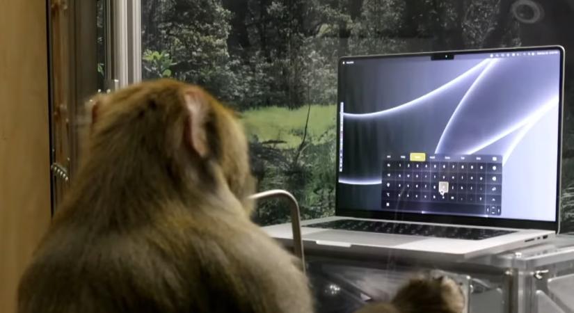 A Neuralink megmutatta, hogyan ír egy majom a gondolatai segítségével
