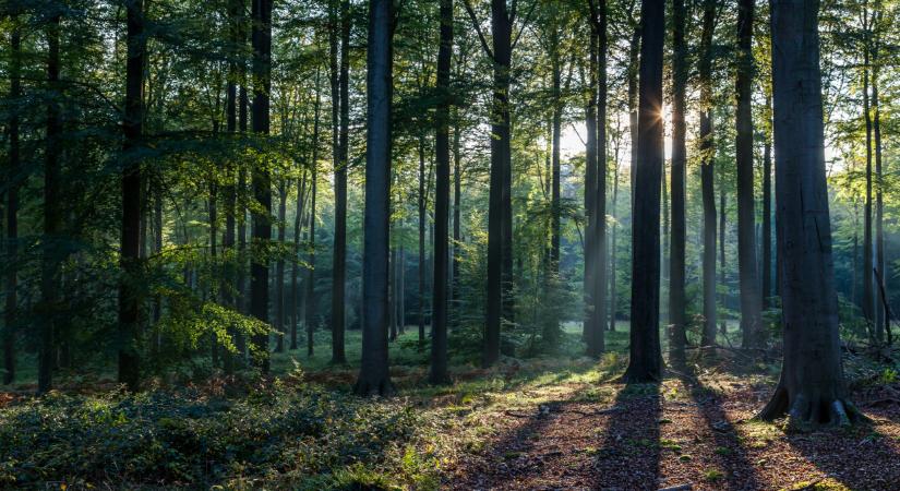 Komoly szabályok érvényesek a magyar erdőkben: sokan nem is tudnak róla