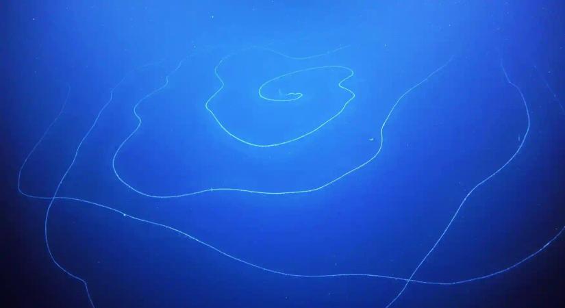 45 méteres, veszélyes mélytengeri lényt találtak