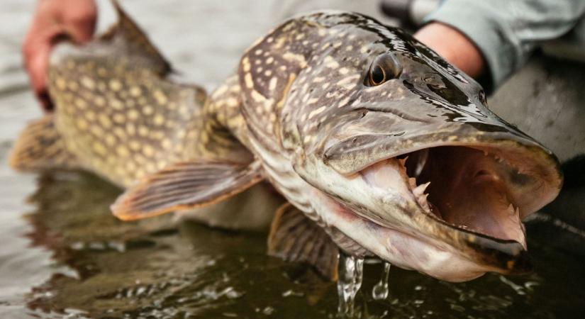 Kegyetlenség: Zacskóba tette az élő halakat a tiszacsermelyi horgász