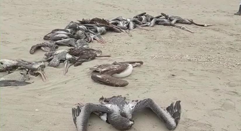 Tombol a madárinfluenza Peruban – több ezer pelikán pusztult el