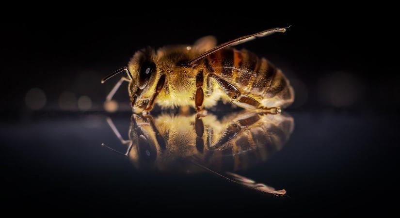 A krónikus rovarölőszer-hatás károsítja a méhek látását