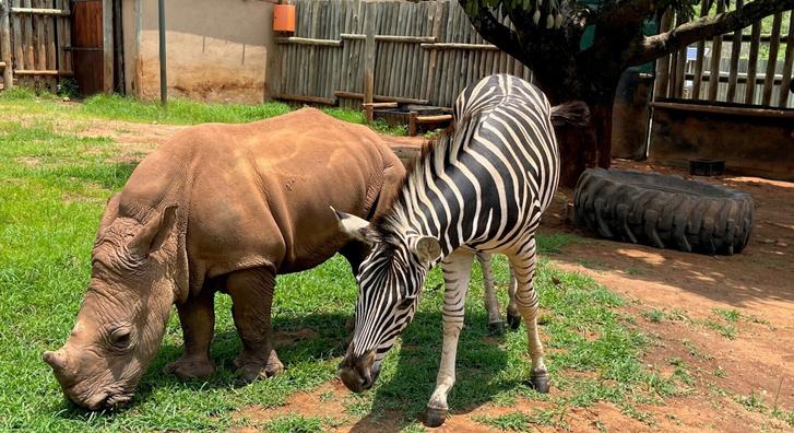 Egy orrszarvú- és egy zebrabébi barátságától vannak odáig a netezők