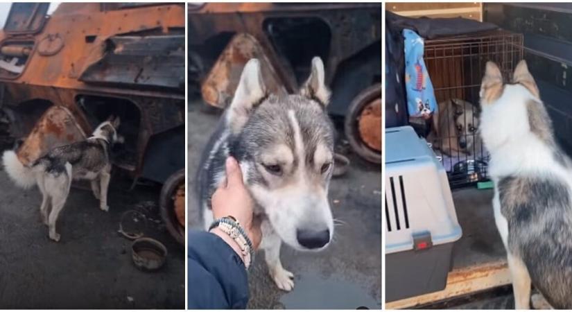 Árva állatokon segít a husky, akit harckocsik roncsainál találtak Ukrajnában