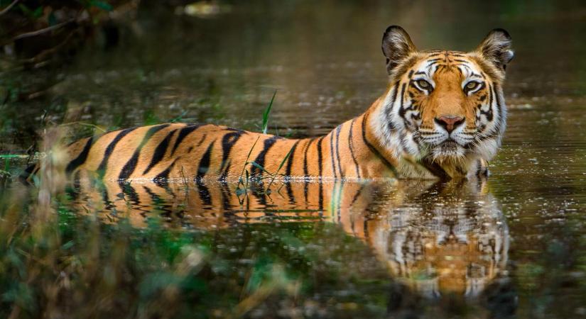 A tigrisek hozzák el a békét a Gangesz deltájába