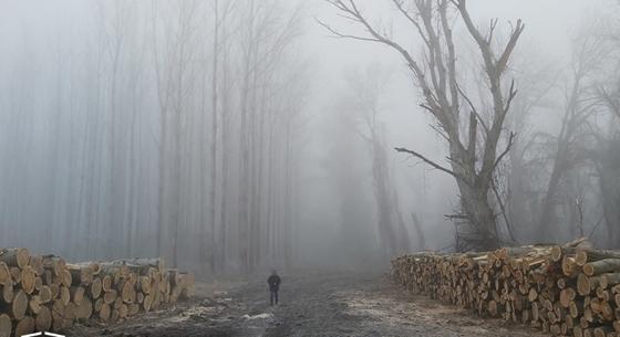 Védett ártéri erdőket tettek tönkre favágók Bács-Kiskun megyében