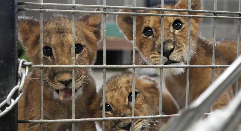 Több mint 8 ezer kilométert utaztak: a tengerentúlon találtak új otthonra az Ukrajnában árván maradt oroszlánkölykök – fotók