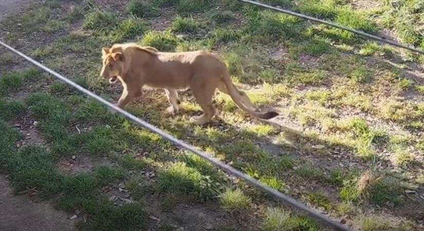 Itt a felvétel arról, hogy hogyan szöktek meg az oroszlánok az ausztrál állatkertben