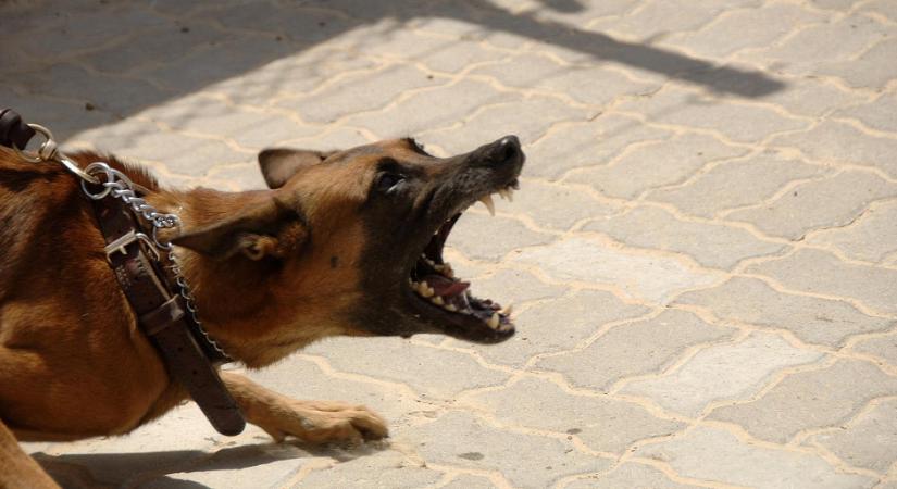 Idős nőt marcangoltak halálra megvadult kutyák Berzencén