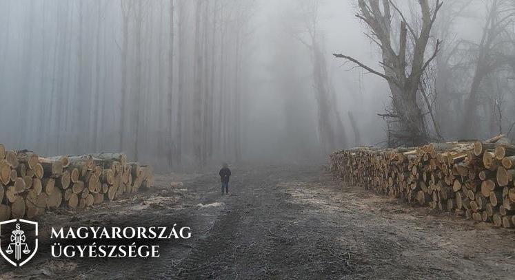 Védett erdőket tettek tönkre Tiszaugnál