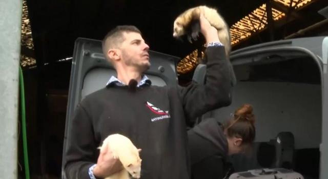 Vadászgörényekkel irtják a patkányokat Belgiumban