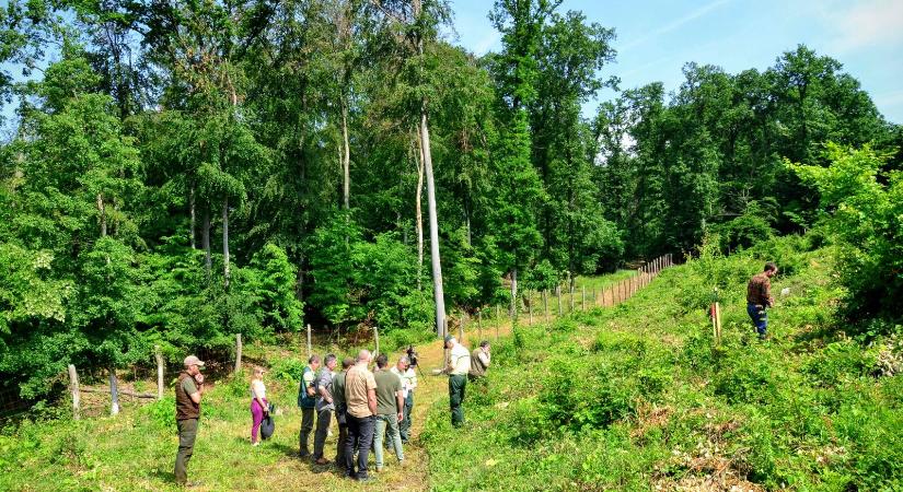 Okos megoldások az európai erdőkért