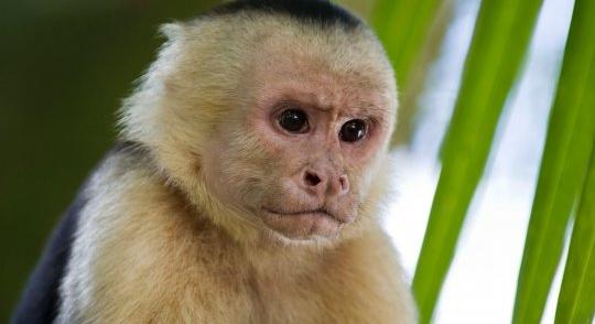 Majmok nevelték az elrabolt kislányt