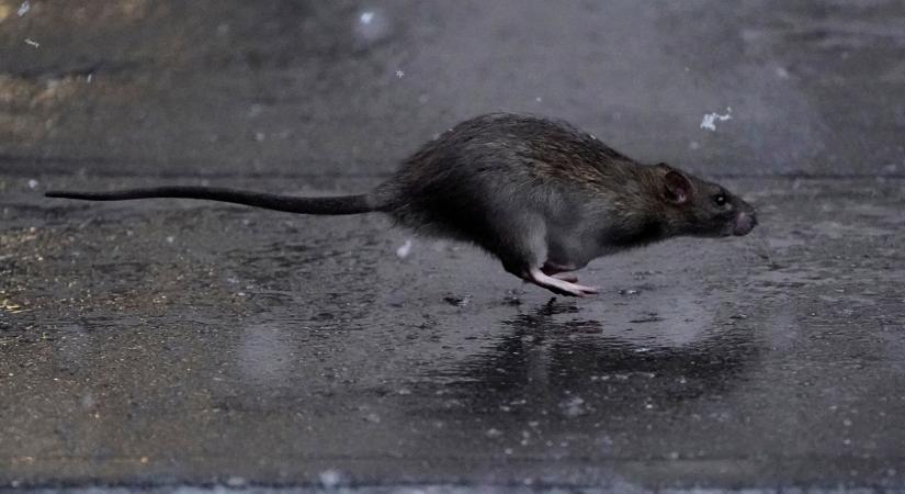 Hivatásos patkánygyilkost keres New York