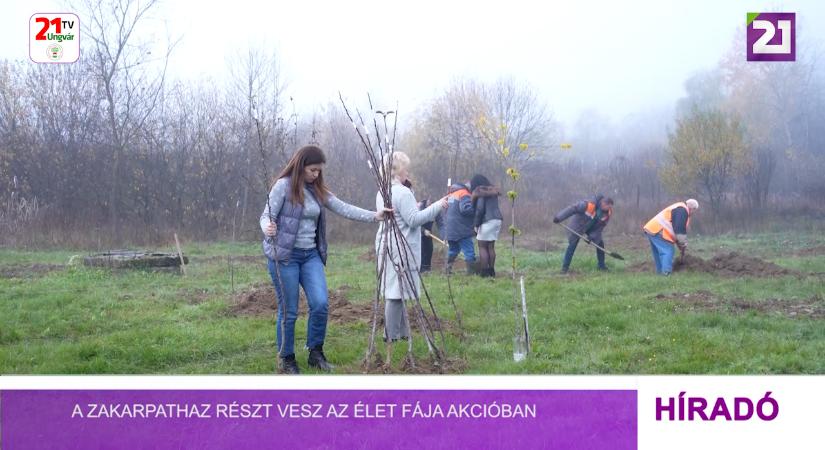 A Zakarpathaz részt vesz az Élet fája akcióban (videó)