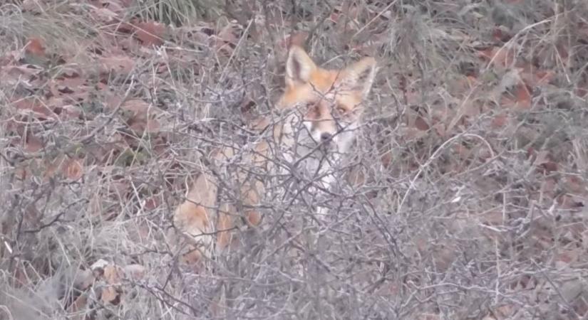 Tudod, milyen hangot ad egy róka? A nógrádi természetjáró videójából kiderül!