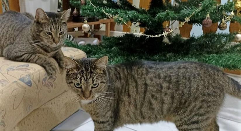 Macskák a karácsonyfák ellen – Hogyan védjük meg a fenyőfát?