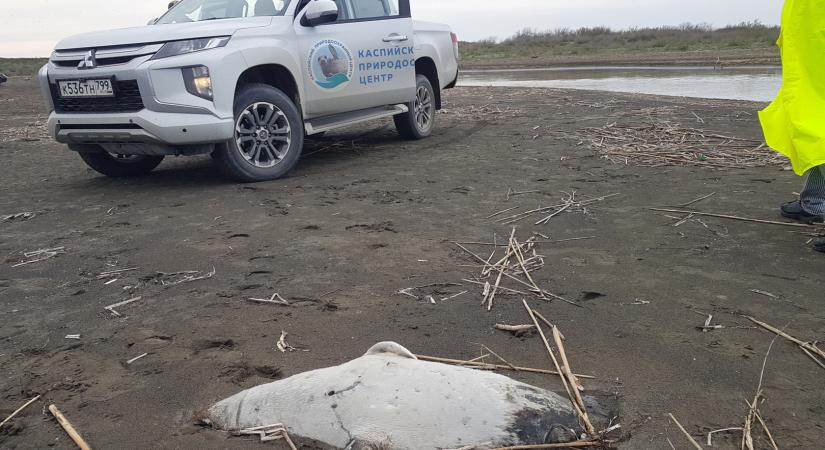 700 elhullott fókát sodort partra a víz a Kaszpi-tengeren
