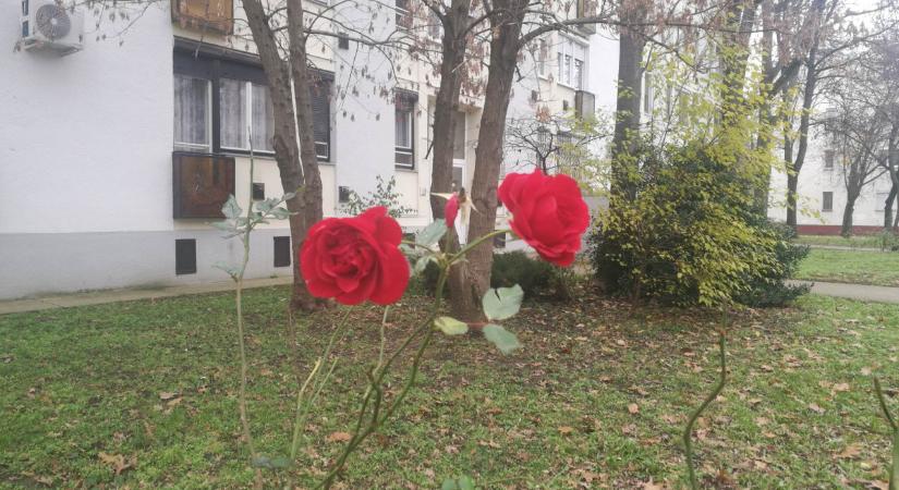 Meddig nyílik még a rózsa az Egyetem sugárúton? Itt a friss időjárás-előrejelzés