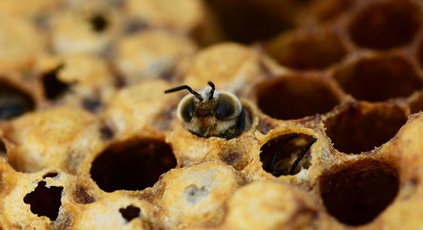 Méhészét: kapcsolat a Nosema ceranae és a csendes anyaváltás között?