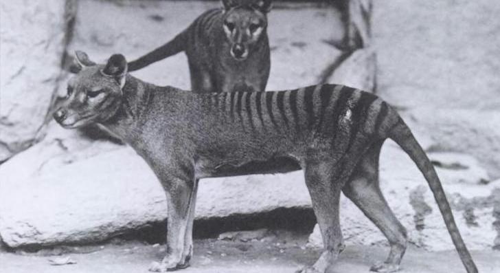 Egy szekrényből kerültek elő 85 év után az utolsó ismert tasmán tigris maradványai